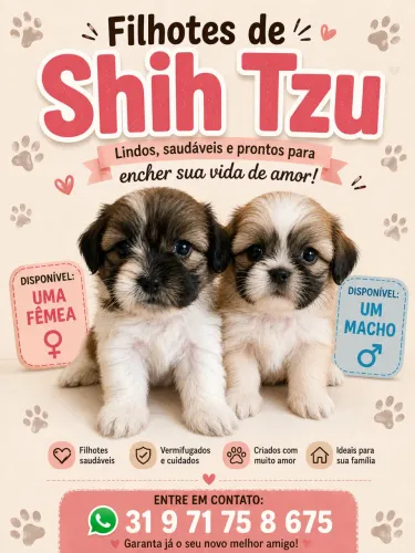 Filhote de shitszu