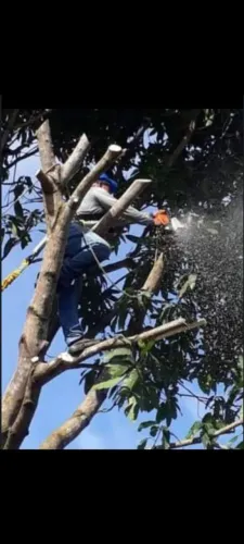 Cortes e polda de árvores