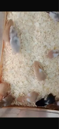 Hamsters diversos 