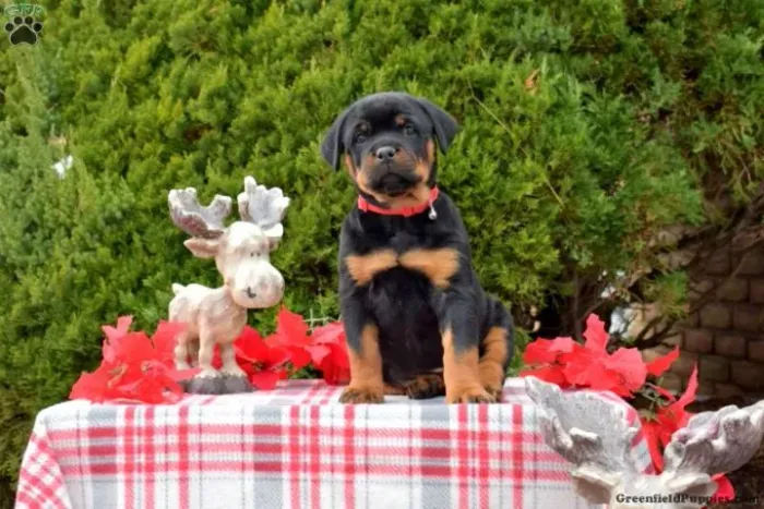 Filhote de cachorro rottweiler companheiro leal e dócil