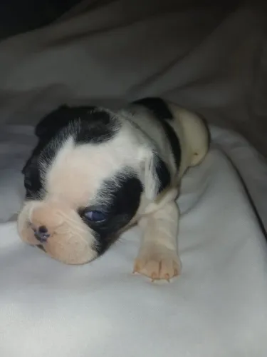 Filhotes de buldog francês