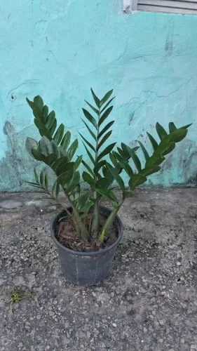 Zamioculca