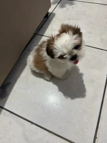 Cachorro