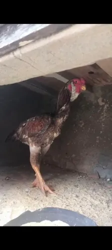 Frango Calcutá 