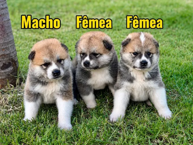 FILHOTES DE AKITA À VENDA! 