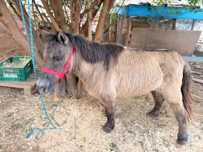 Mini Pônei fêmea