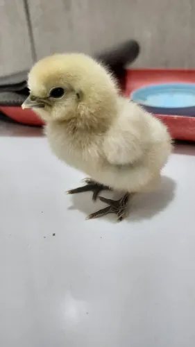 Galinha sedosa do Japão