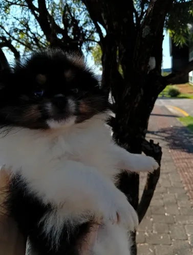 Animais