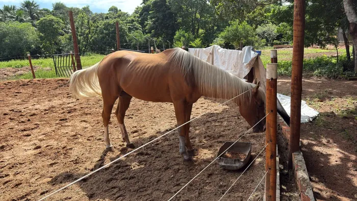 Vende-se cavalo inteiro já correndo de esteira na vaquejada