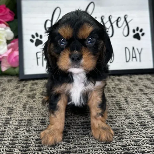 Filhotes De Cavalier King Charles Spaniel- A pronta entrega