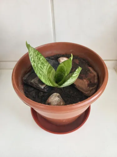 Muda da planta Sansevieria