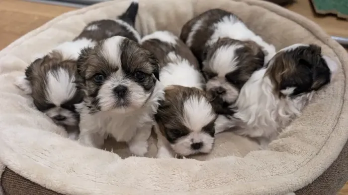 Cãozinho shih tzu/shitzu linhagem selecionada saudável e dócil para o lar