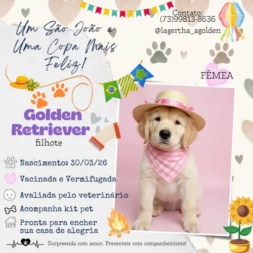 FILHOTE GOLDEN RETRIEVER (ENTREGO)