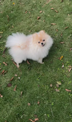 Spitz alemão fêmea