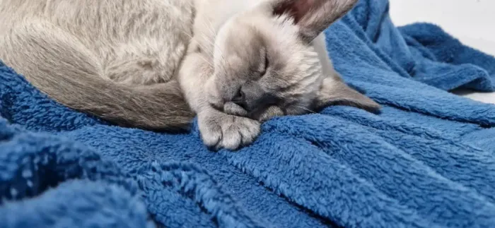 DOAÇÃO DE GATO FILHOTE MACHO 4 MESES