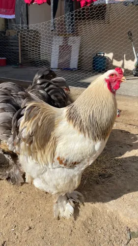 Vendo Galo BRAHMA