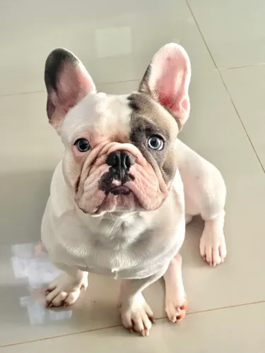 Buldogue francês para cruzar 