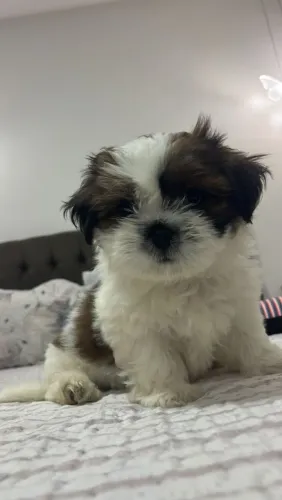 Filhotes de ShihTzu