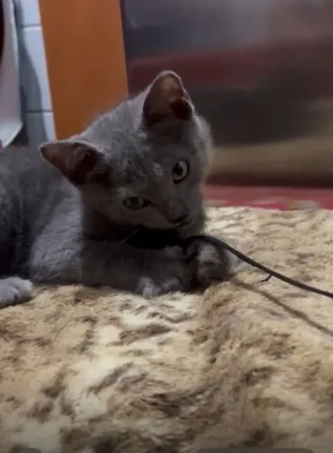 British short hair macho vai vermífugado e vacinado está com dois meses promoção 