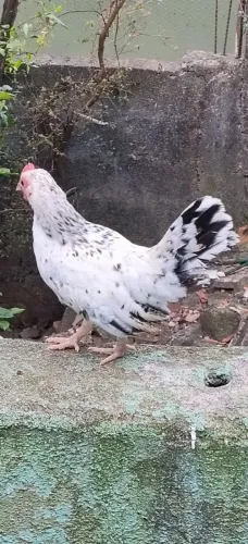 Garni Zé exótico 