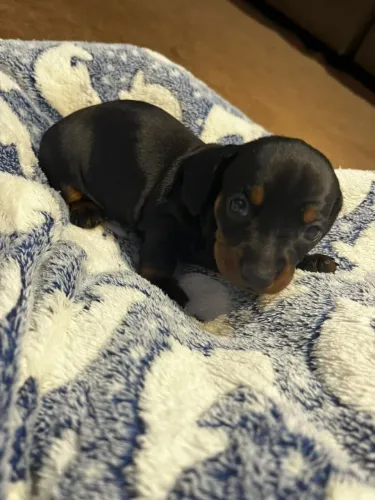 Dachshund