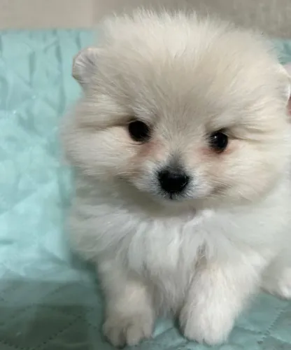 lulu