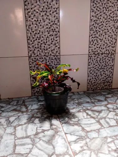 Croton Parafuso 