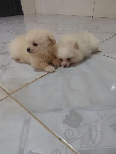 Vende-se Spitz Alemão machos
