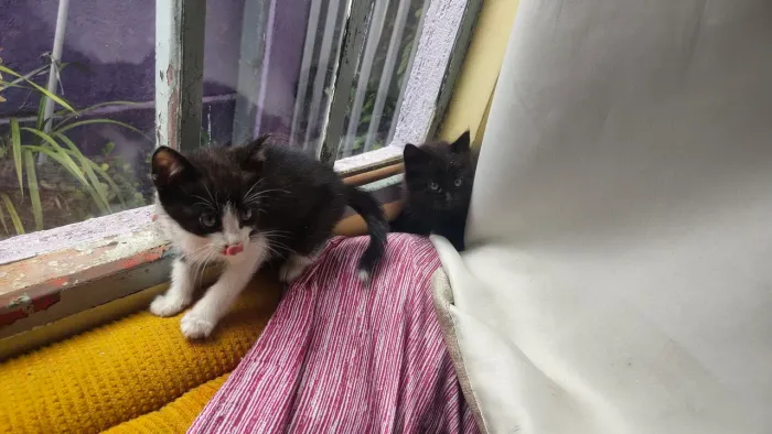 Pet, doação, 2 gatas, 30 julho, sem vacinação, retirar na FRG.