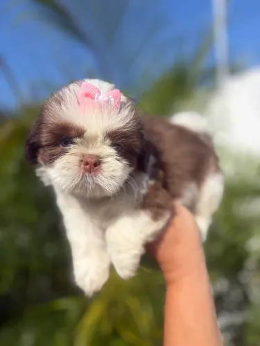 Shih tzu fêmea olhos azuis
