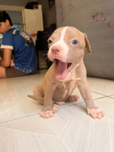Filhotes de Pitbull macho com 65 dias