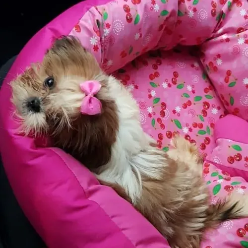 Cama pet do recém-nascido ao EG gigante 