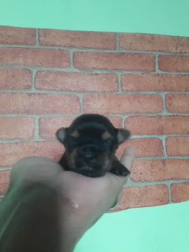Yorkshire Babys (Femea bem pequena)