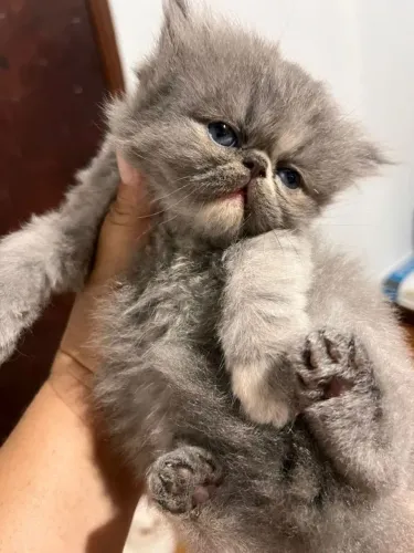 Gato persa - Adora ronronar