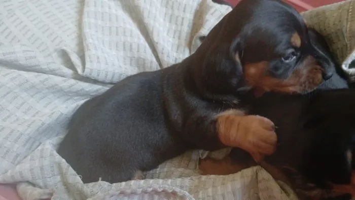 Dachshund 02 filhotes 100%puros 
