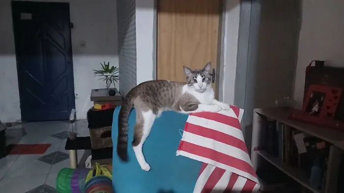 Gatinho para adoção responsável 