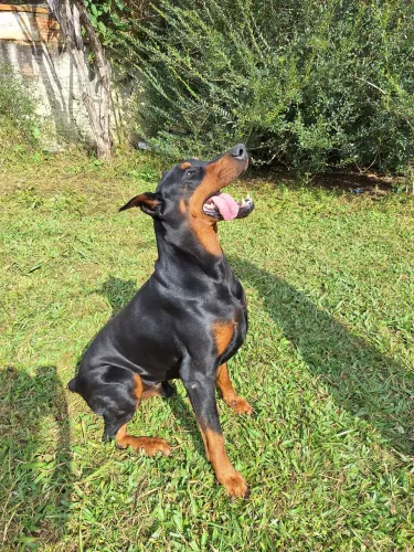 FILHOTE DOBERMAN EUROPEU