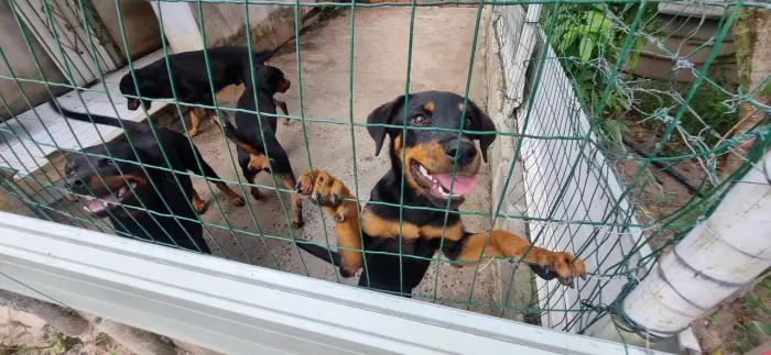 Doação rottweler