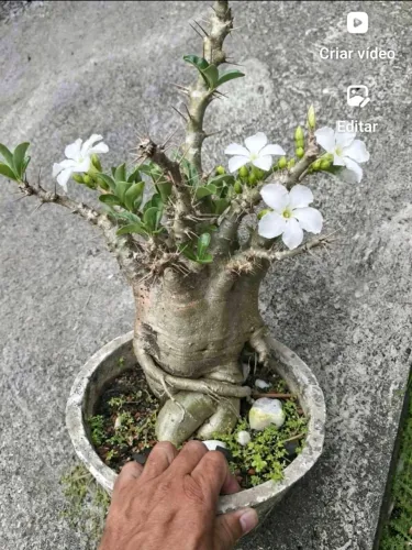 Rosa do deserto com espinho