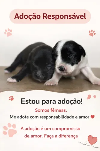 Cães para adoção, médio porte, sem raça definida. 3 machos, 2 fêmeas. Médio porte