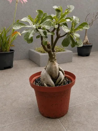 Rosa do Deserto 