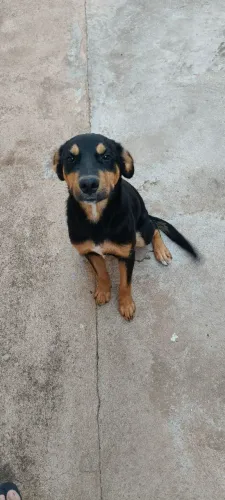 Cachorro pra adoção