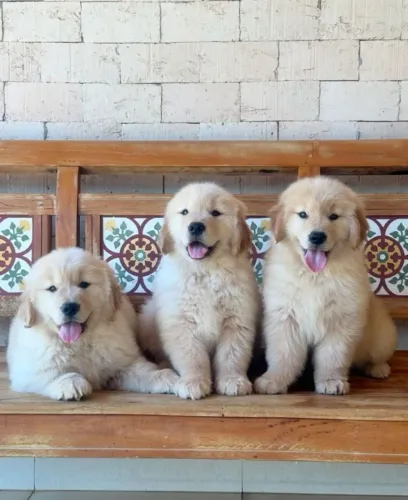 goldens , inteligente e extremamente carinhoso