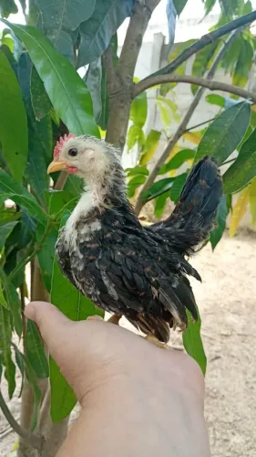 Serama só macho em promoção 2 meses 