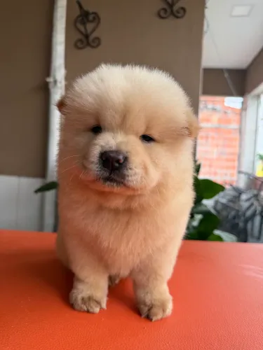 Chow chow americano