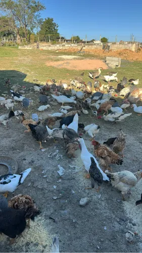 Patos, machos e fêmeas, adultos e filhotes