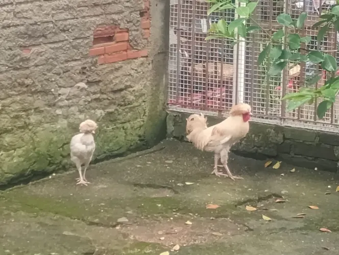 Casal de galinhas polonesas
