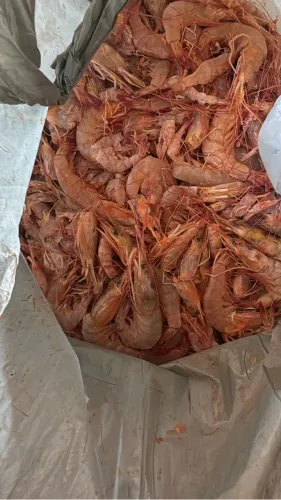 CAMARÃO FRESCO R$21,99