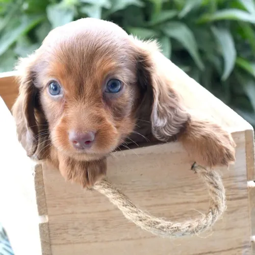 Dachshund/ Uma explosão de fofura em formato longo