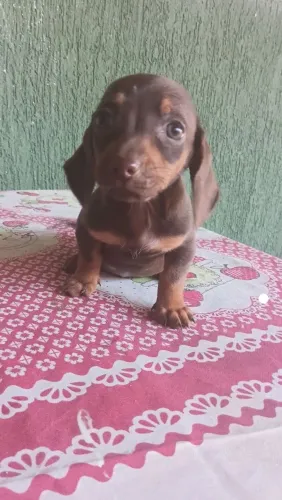 Fêmeas de basset Chocolate vacinadas